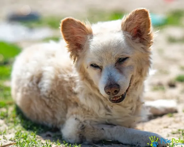 Znaleziono psa, Racławice, 11 kwietnia 2025 (1/5)