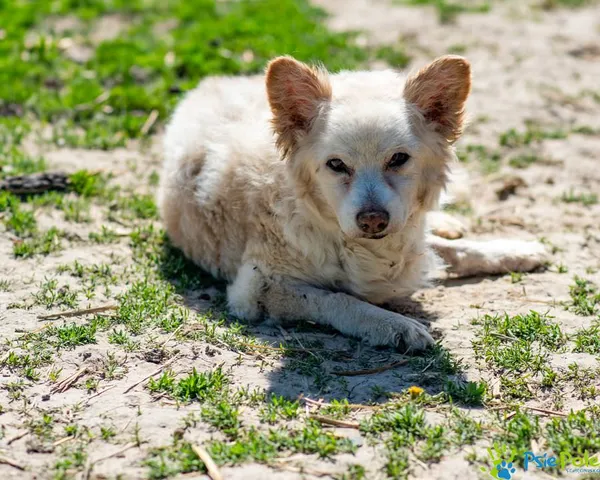 Znaleziono psa, Racławice, 11 kwietnia 2025 (3/5)