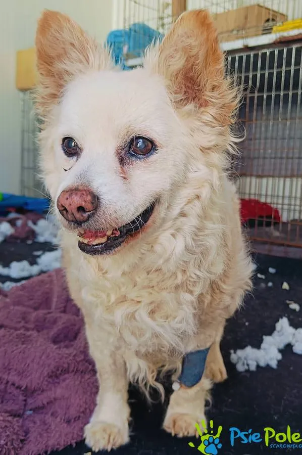 Znaleziono psa, Racławice, 11 kwietnia 2025 (5/5)