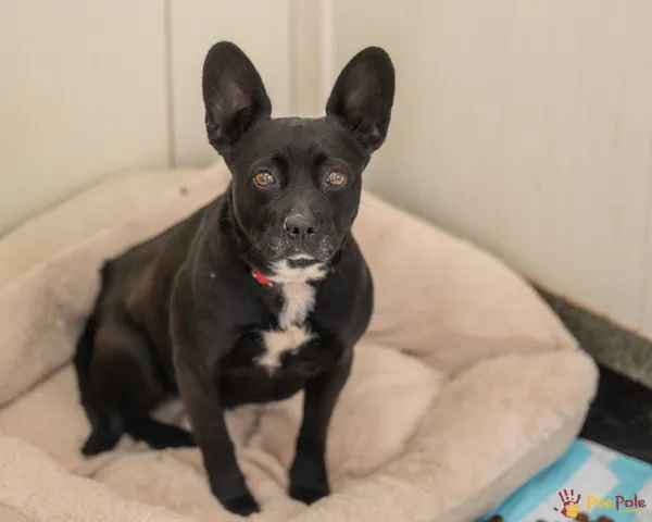 Znaleziono psa, Racławice, 11 kwietnia 2025 (2/5)