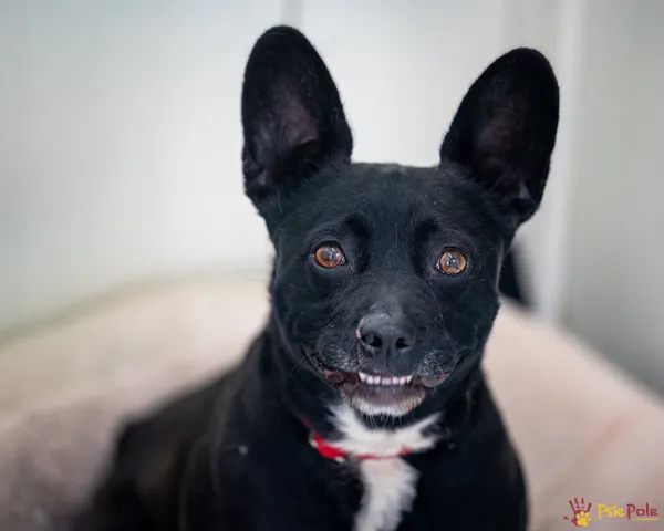 Znaleziono psa, Racławice, 11 kwietnia 2025 (5/5)