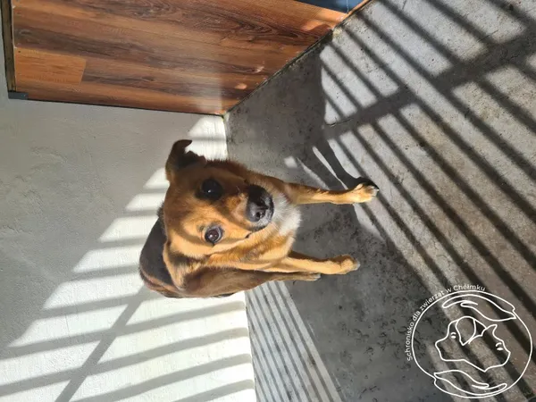 Znaleziono psa, Chełmek, 17 kwietnia 2025