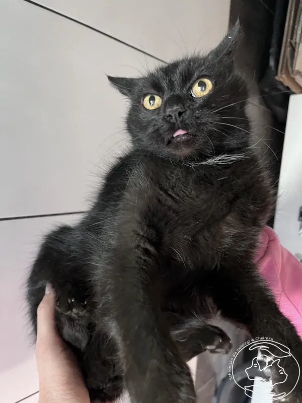 Kot do adopcji, Chełmek, 20 marca 2025