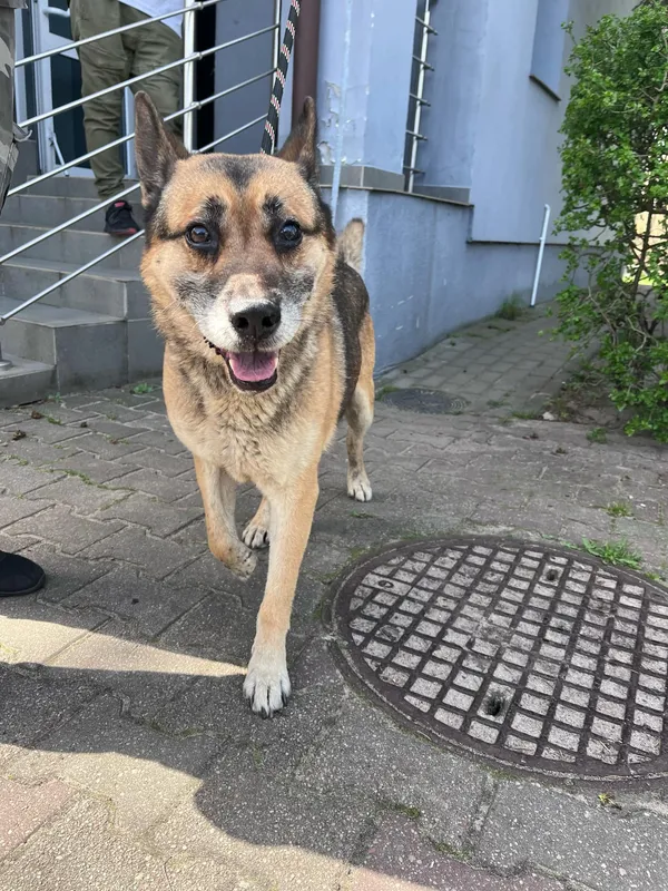 Pies do adopcji, Włocławek, 17 kwietnia 2025 (1/2)