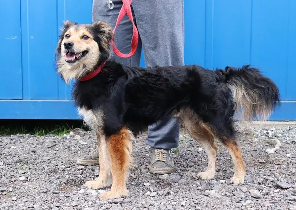 Znaleziono psa, Łódź, 16 kwietnia 2025 (1/5)