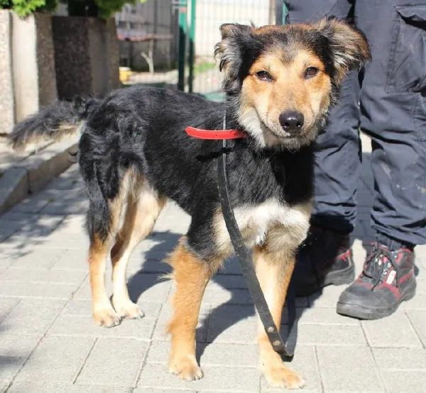 Znaleziono psa, Łódź, 16 kwietnia 2025 (5/5)