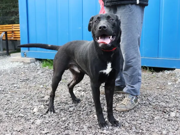 Znaleziono psa, Łódź, 16 kwietnia 2025 (2/5)