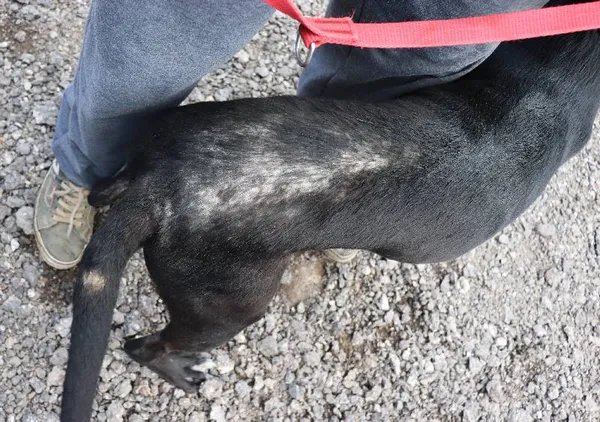 Znaleziono psa, Łódź, 16 kwietnia 2025 (3/5)