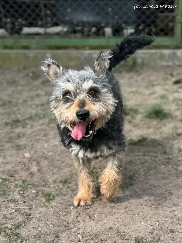 Pies do adopcji, Bydgoszcz, 6 lipca 2025 (1/5)