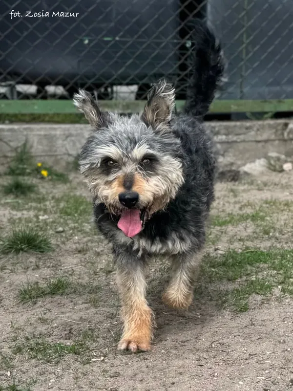 Pies do adopcji, Bydgoszcz, 6 lipca 2025 (2/5)