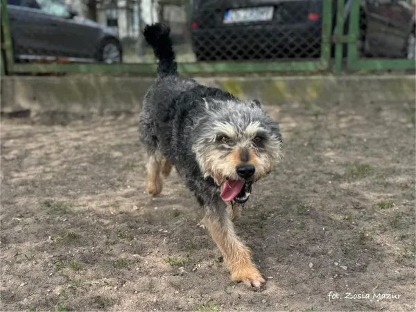 Pies do adopcji, Bydgoszcz, 6 lipca 2025 (3/5)