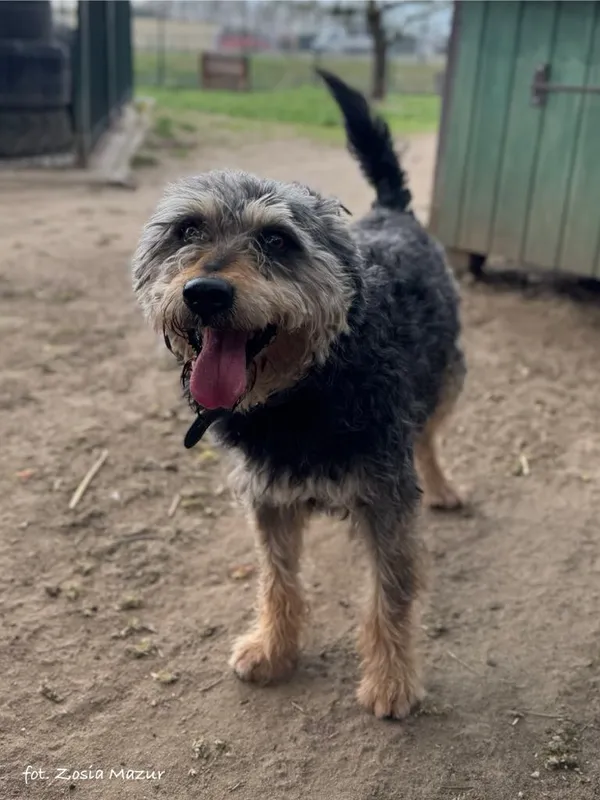 Pies do adopcji, Bydgoszcz, 6 lipca 2025 (5/5)