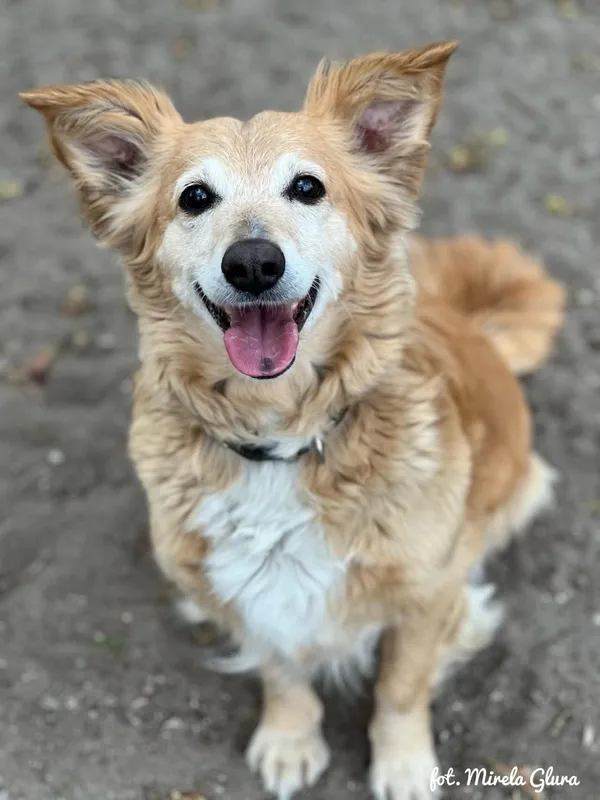 Pies do adopcji, Bydgoszcz, 17 kwietnia 2025 (1/5)