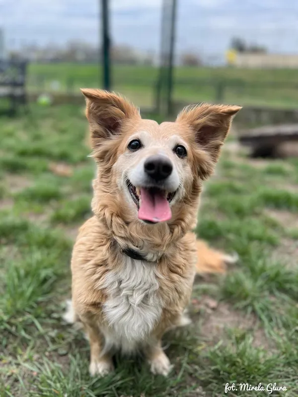 Pies do adopcji, Bydgoszcz, 17 kwietnia 2025 (3/5)