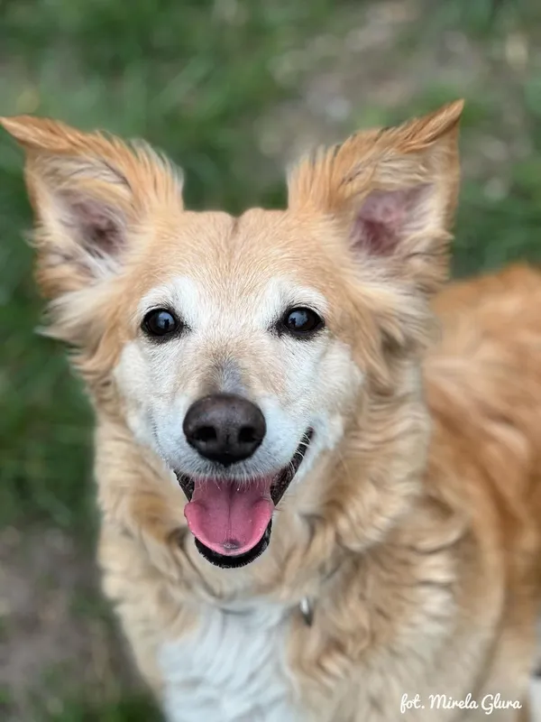 Pies do adopcji, Bydgoszcz, 17 kwietnia 2025 (4/5)
