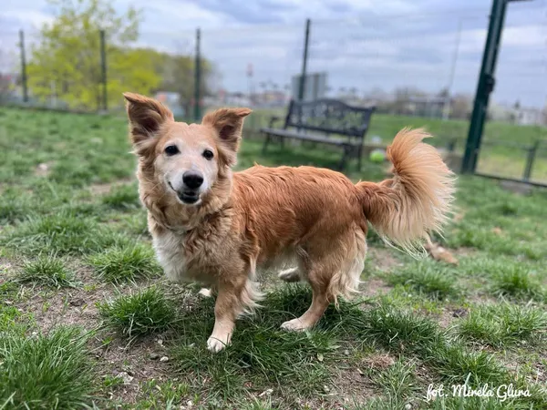 Pies do adopcji, Bydgoszcz, 17 kwietnia 2025 (5/5)