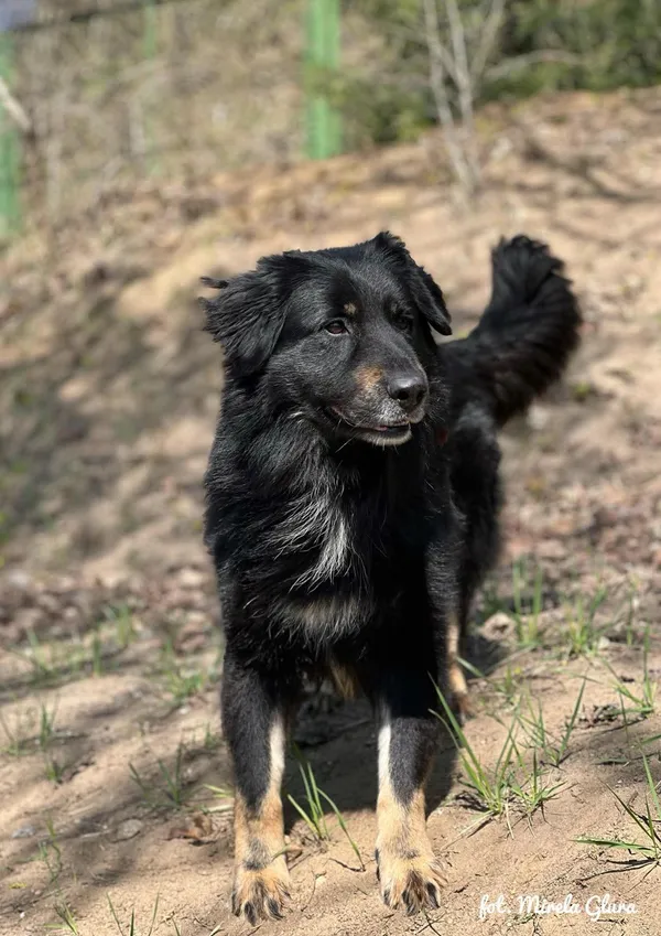 Pies do adopcji, Bydgoszcz, 6 lipca 2025 (2/5)