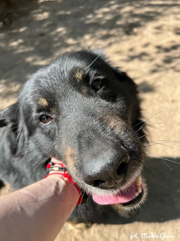 Pies do adopcji, Bydgoszcz, 6 lipca 2025 (3/5)
