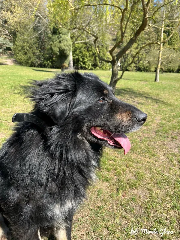 Pies do adopcji, Bydgoszcz, 6 lipca 2025 (4/5)