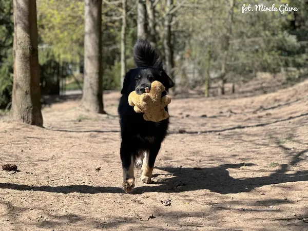 Pies do adopcji, Bydgoszcz, 6 lipca 2025 (5/5)