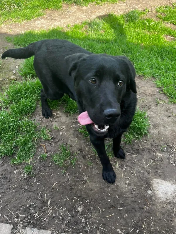 Pies do adopcji, Orzechowce, 17 kwietnia 2025 (3/5)