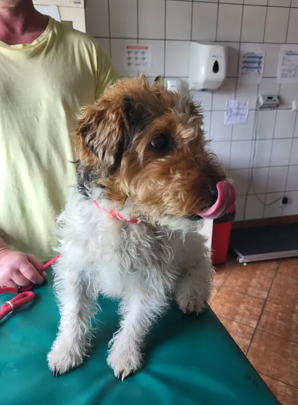 Znaleziono psa, Dobra, 17 kwietnia 2025