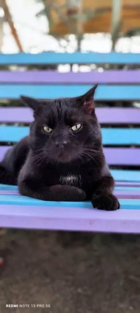 Kot do adopcji, Piła, 1 marca 2025 (1/3)