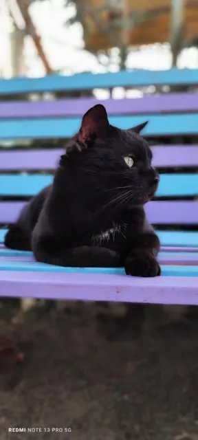 Kot do adopcji, Piła, 1 marca 2025 (3/3)