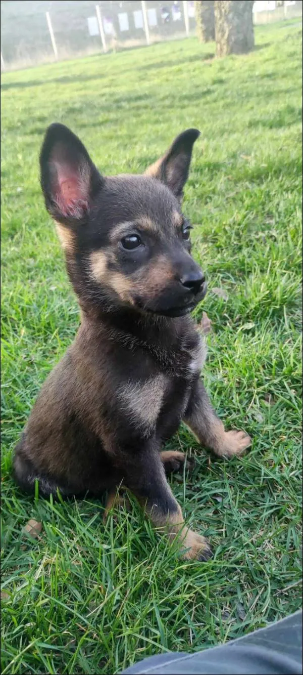 Znaleziono psa, Grudziądz, 31 marca 2025