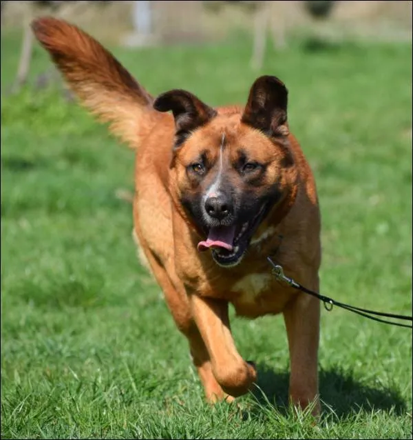 Znaleziono psa, Grudziądz, 26 lutego 2025