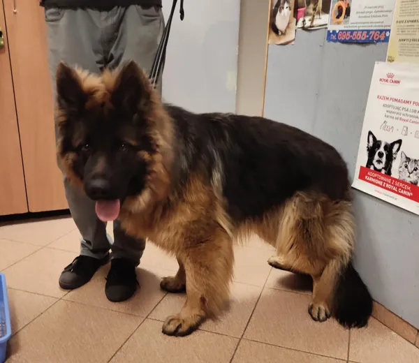 Pies do adopcji, Włocławek, 17 kwietnia 2025 (1/2)