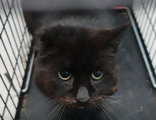 Znaleziono kota, Gdańsk, 18 kwietnia 2025