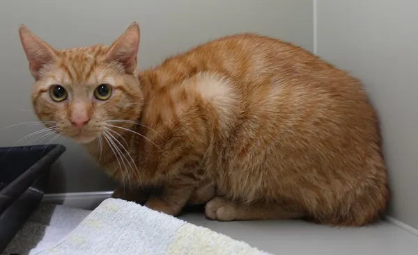 Znaleziono kota, Gdańsk, 18 kwietnia 2025