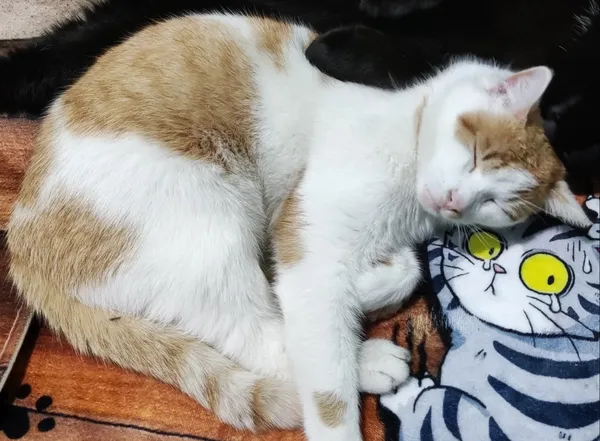 Zaginął kot, Bielsko, 18 kwietnia 2025 (1/2)