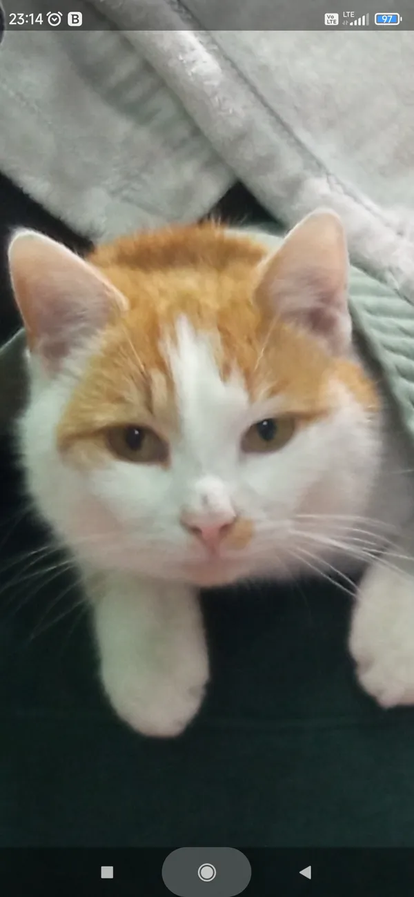 Zaginął kot, Bielsko, 18 kwietnia 2025 (2/2)