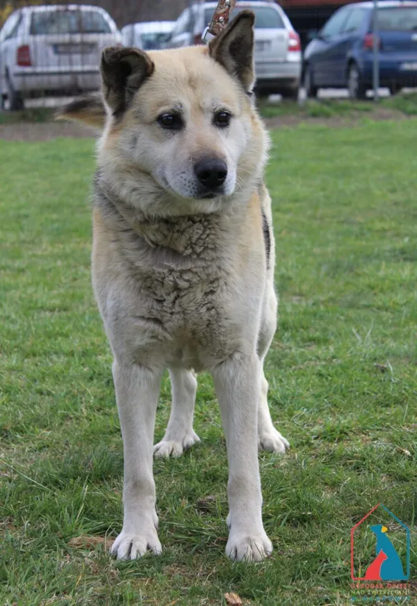 Pies do adopcji, Grudziądz, 11 kwietnia 2025