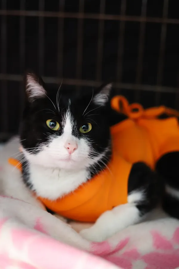 Znaleziono kota, Sosnowiec, 17 kwietnia 2025 (1/5)