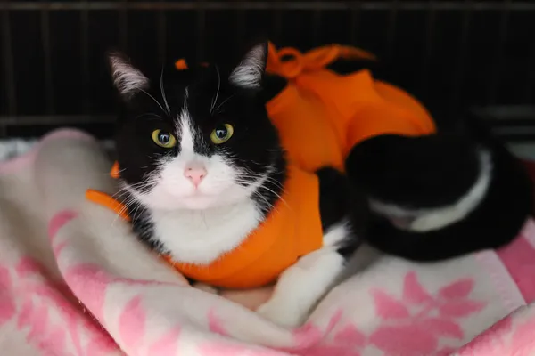 Znaleziono kota, Sosnowiec, 17 kwietnia 2025 (2/5)