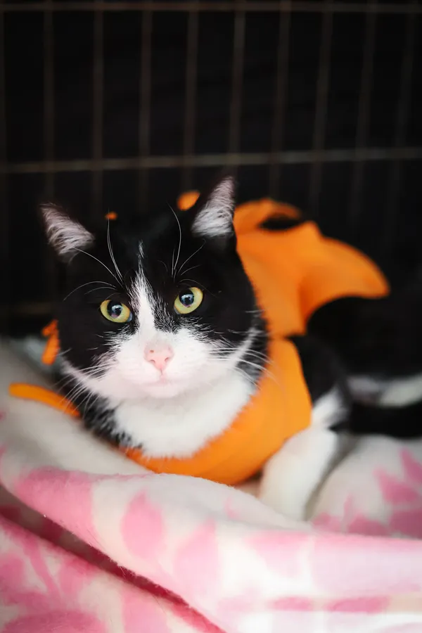 Znaleziono kota, Sosnowiec, 17 kwietnia 2025 (3/5)