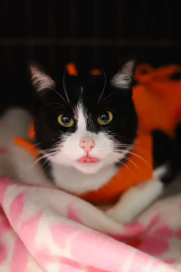 Znaleziono kota, Sosnowiec, 17 kwietnia 2025 (4/5)