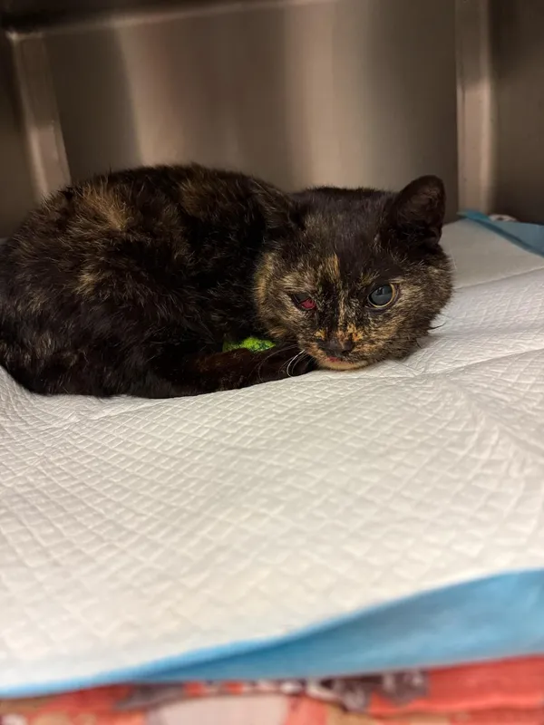 Kot do adopcji, Włocławek, 17 kwietnia 2025