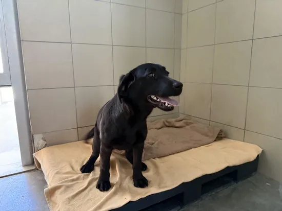 Pies do adopcji, Kraków, 3 kwietnia 2025