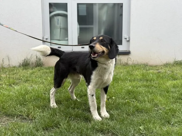 Pies do adopcji, Kraków, 3 kwietnia 2025 (2/4)