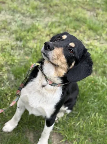 Pies do adopcji, Kraków, 3 kwietnia 2025 (4/4)