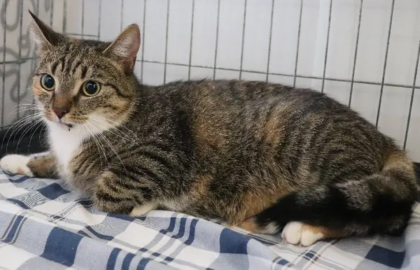 Znaleziono kota, Łódź, 17 kwietnia 2025 (1/2)