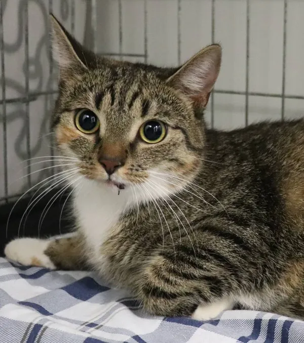 Znaleziono kota, Łódź, 17 kwietnia 2025 (2/2)