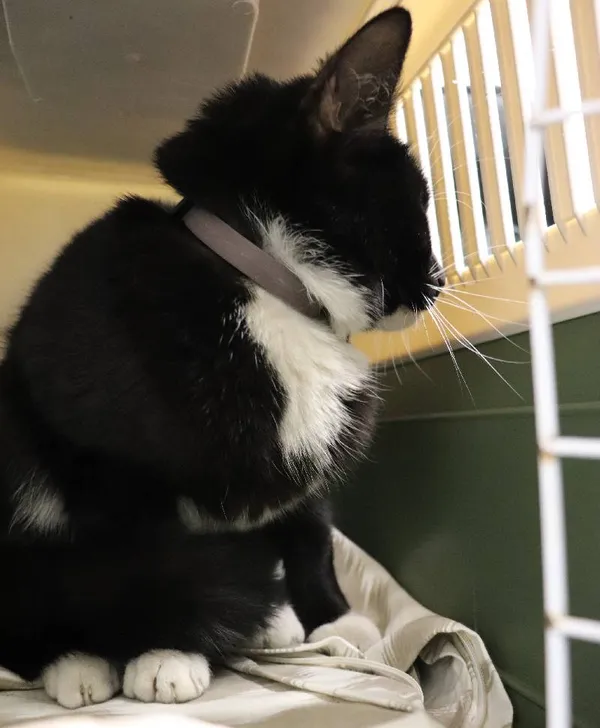 Znaleziono kota, Łódź, 17 kwietnia 2025 (1/2)