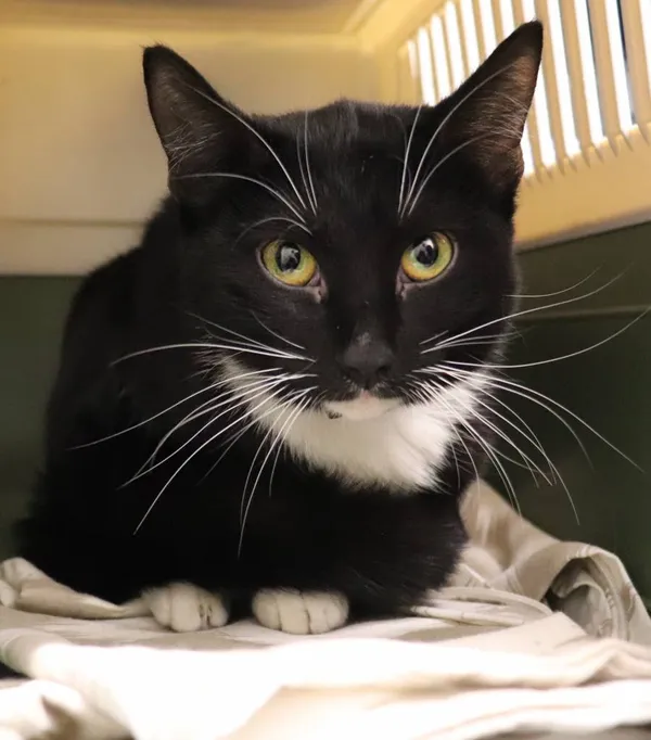 Znaleziono kota, Łódź, 17 kwietnia 2025 (2/2)