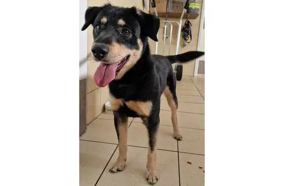 Znaleziono psa, Wrocław, 17 kwietnia 2025