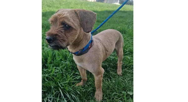 Znaleziono psa, Wrocław, 17 kwietnia 2025